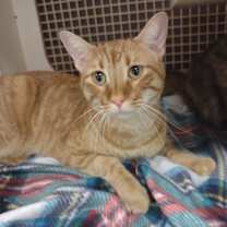 Thumbnail photo of Gilbert (Morgan) #1