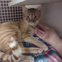 Thumbnail photo of Gilbert (Morgan) #2