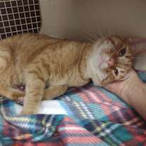 Thumbnail photo of Gilbert (Morgan) #3