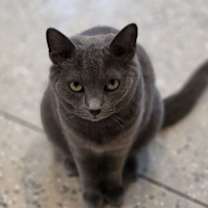 Thumbnail photo of Char #1