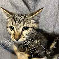 Thumbnail photo of Emmit #2