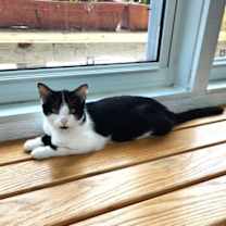 Thumbnail photo of Tito #4