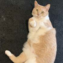 Thumbnail photo of Mimis #1