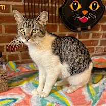 Thumbnail photo of Blossom Meow #1