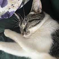 Thumbnail photo of Blossom Meow #3