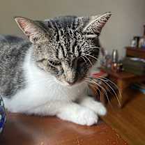 Thumbnail photo of Blossom Meow #4
