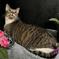 Thumbnail photo of Fava #3