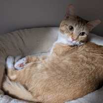 Thumbnail photo of WOODY #1