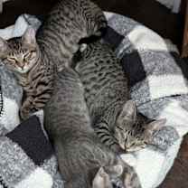 Thumbnail photo of Kaya & Jeannie #3