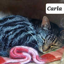 Thumbnail photo of Carla #3
