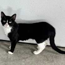 Thumbnail photo of Raven (Kitty) #1