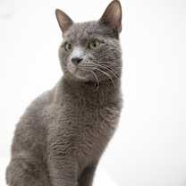 Thumbnail photo of Blue #1