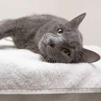 Thumbnail photo of Blue #2