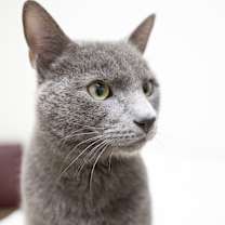 Thumbnail photo of Blue #3