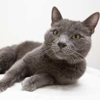 Thumbnail photo of Blue #4