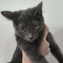 Thumbnail photo of Leonard #3