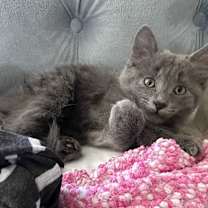 Thumbnail photo of Mouse #1