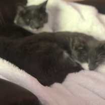 Thumbnail photo of Easton and Puck #1