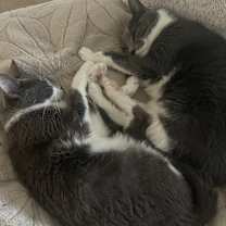 Thumbnail photo of Easton and Puck #2