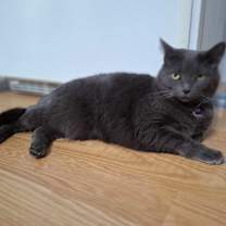 Thumbnail photo of Hunter #1