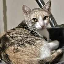Thumbnail photo of Cali #2