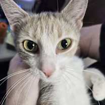 Thumbnail photo of Cali #3