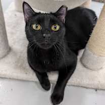 Thumbnail photo of Misty Blue #1