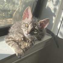 Thumbnail photo of Feng #4