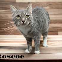 Thumbnail photo of Roscoe #1