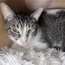 Thumbnail photo of CHLOE #1
