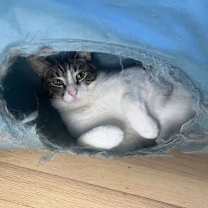 Thumbnail photo of CHLOE #2