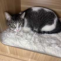 Thumbnail photo of CHLOE #3