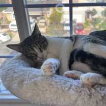 Thumbnail photo of CHLOE #4