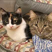 Thumbnail photo of Chaucer & Betty #1