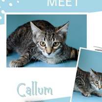 Thumbnail photo of Callum #1