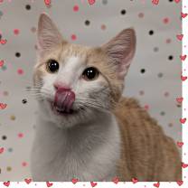 Thumbnail photo of Cosmo #2