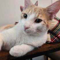 Thumbnail photo of Cosmo #3