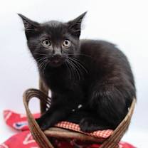 Thumbnail photo of Pam IV #1