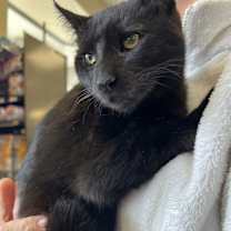 Thumbnail photo of Miss Magoo 4672 #1