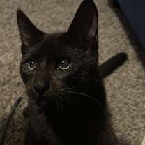 Thumbnail photo of Miss Magoo 4672 #3