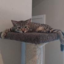 Thumbnail photo of Bada Bing #1
