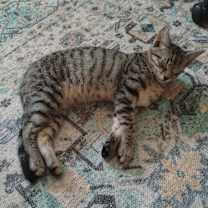 Thumbnail photo of Bada Bing #2