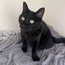 Thumbnail photo of Shiloh #3