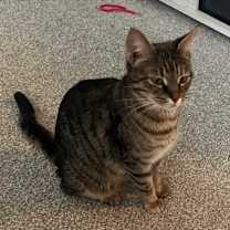 Thumbnail photo of Lulu (mom of Colleen's kittens) #1