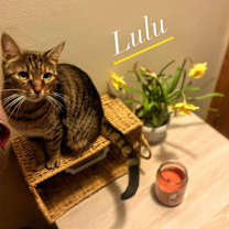 Thumbnail photo of Lulu (mom of Colleen's kittens) #2