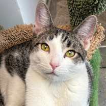 adopt-pet
