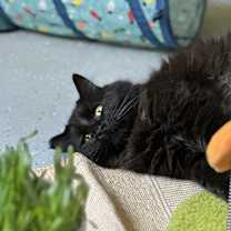 Thumbnail photo of Gordo #2