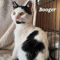 Thumbnail photo of Booger #1