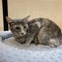 Thumbnail photo of Cloud #2