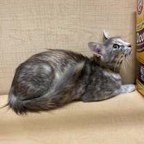 Thumbnail photo of Cloud #3